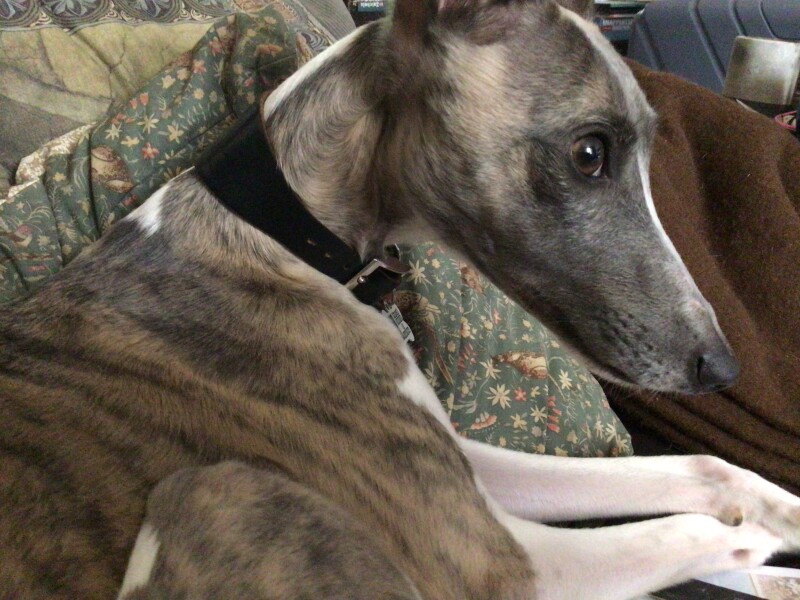 My son’s dog has been stolen from his house.