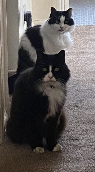 Unusual cat name suggestions please!