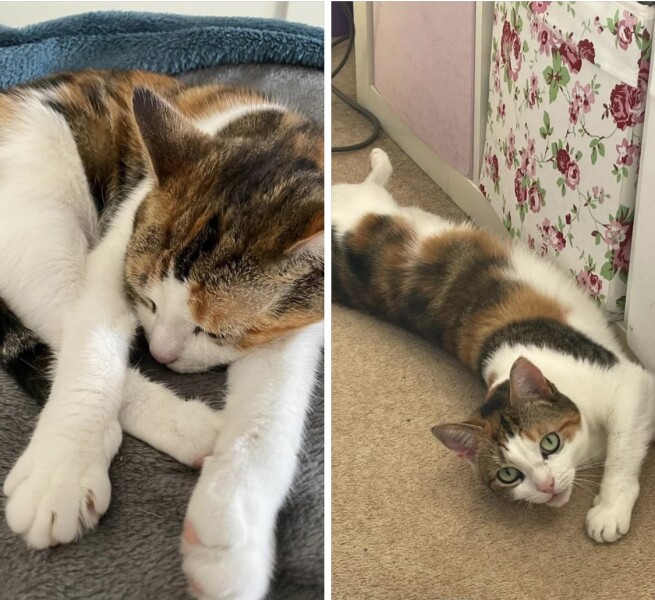 Missing cat support thread