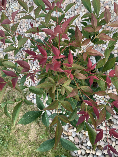 Name of this small, fiery herbey border plant?