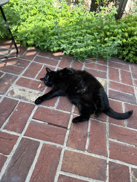 Is everyone else’s cat being a dick about coming in at night right now? 