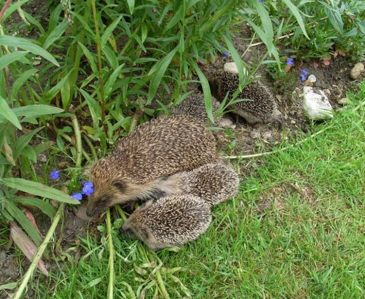 To ask you to please help hedgehogs and other wildlife prepare for winter