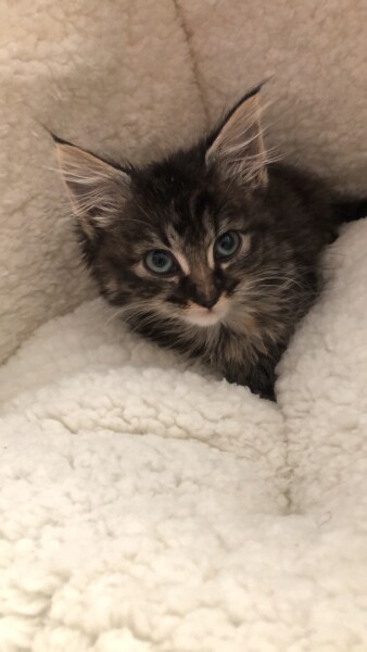 Can any one tell me what breed my kitten might be?