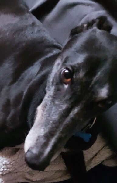 Thread 36 - Covid Cohort from GCSE 2020 - The Final Countdown to Results Day for Some?