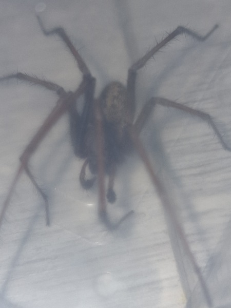 *Warning- contains picture of spider* To be frozen in fear and awe all at the same time!!