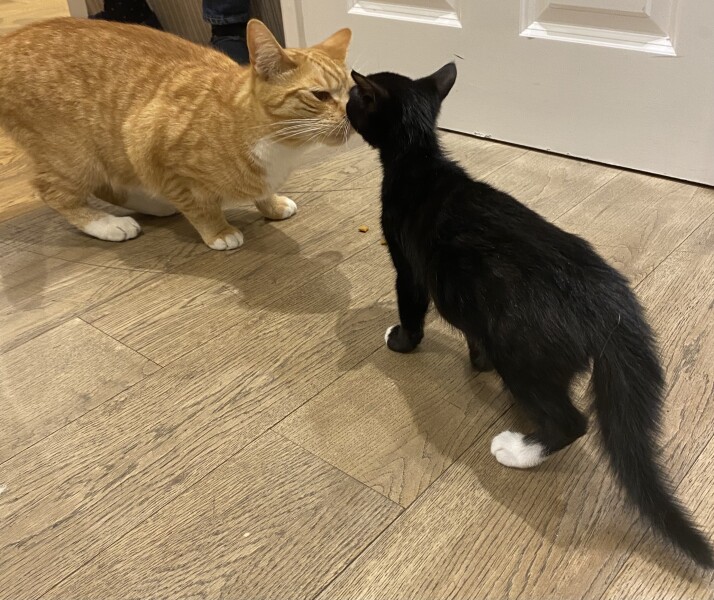 Cats scared of new kitten?! 