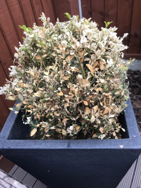 What's happened to my Buxus!?