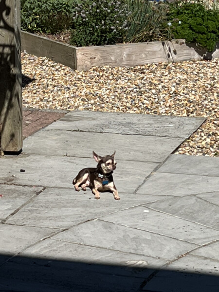 Can I walk chihuahua when temp is 29c