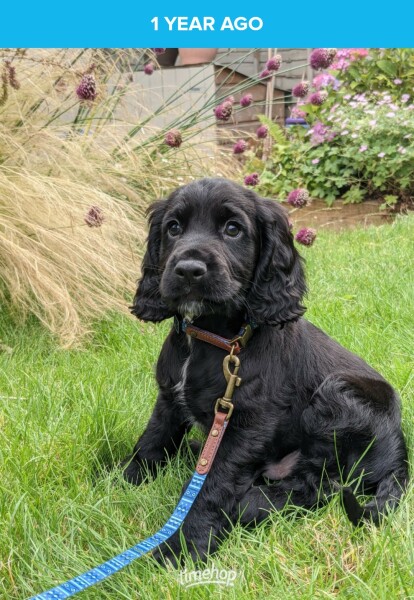 Puppy Survival Thread: muddy footprints into Spring 2022