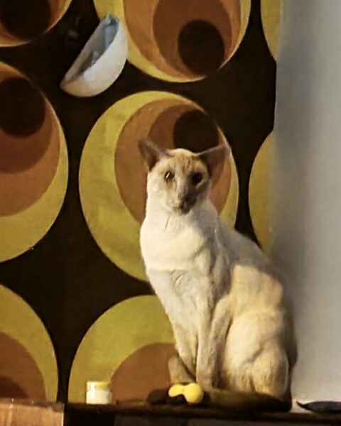 Blatant kitten spam 