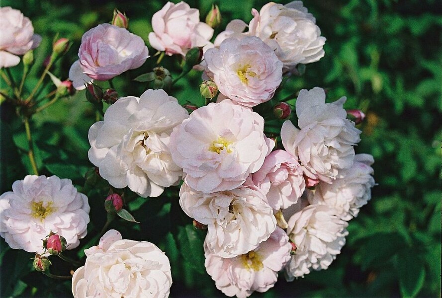 Bare root roses
