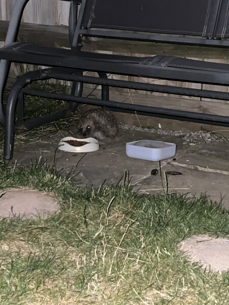 To ask you to please help hedgehogs and other wildlife prepare for winter