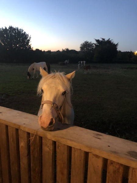 PUB HORSE!