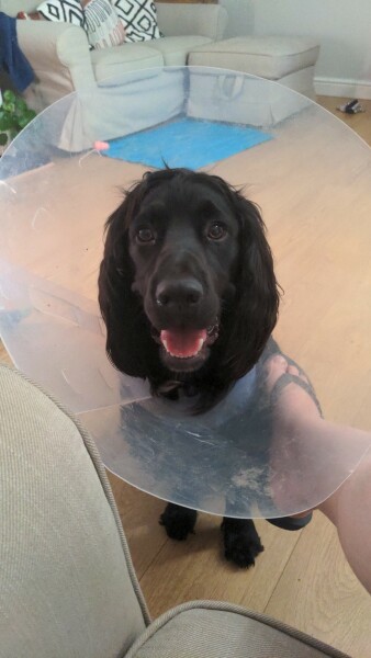 Puppy Survival Thread: Surviving into Summer 2022
