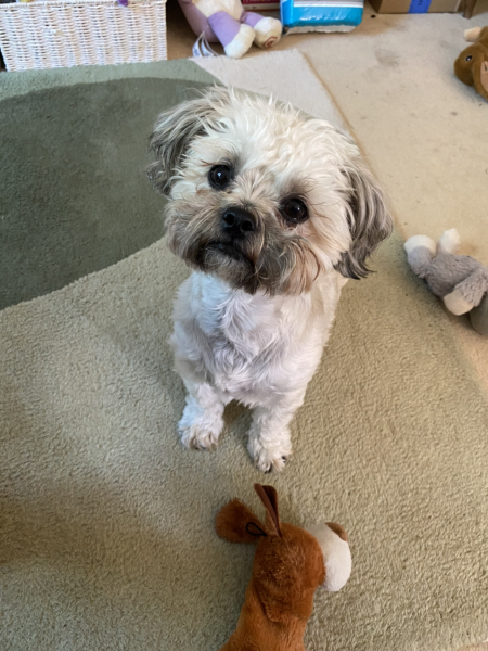 How long after losing your dog did you wait before getting another?