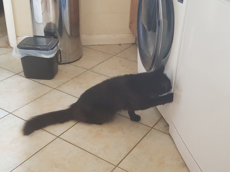 Mouse in the kitchen.  Any ideas?
