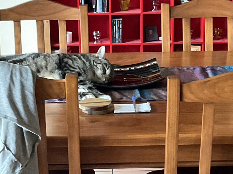 What's the daftest thing your cat has done today - pics please!
