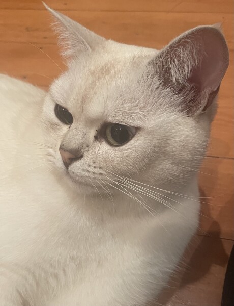 Cat that won’t go home!