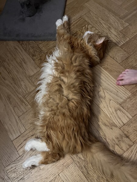 I've not been feeding my cat enough