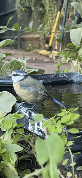 can anyone water the wildlife with me?