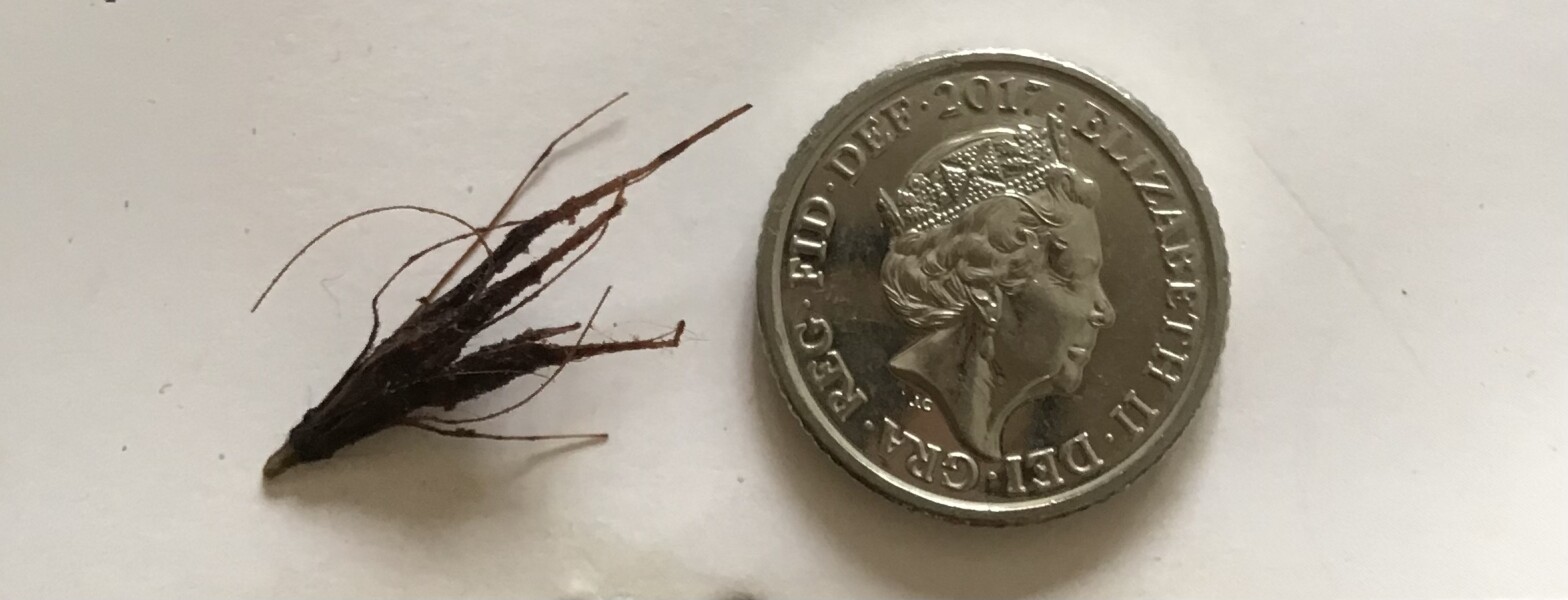 Look what I found in my dogs ear!!!!