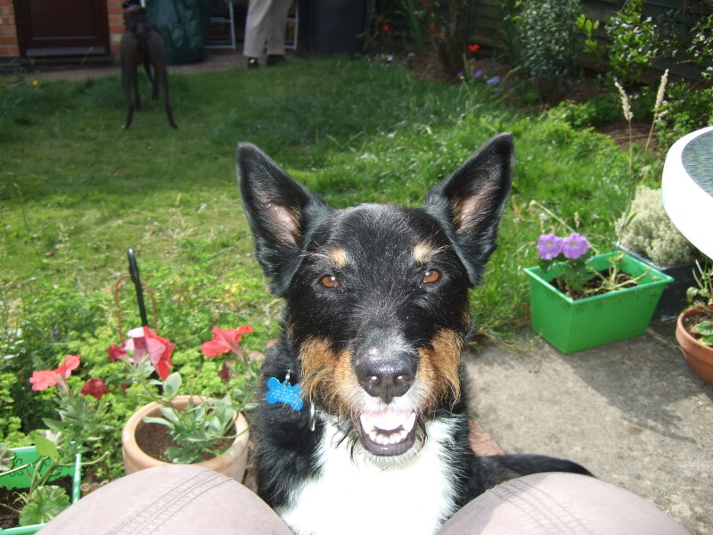 Dog-related personal injuries...