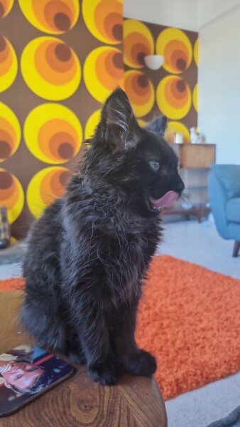 Blatant kitten spam 
