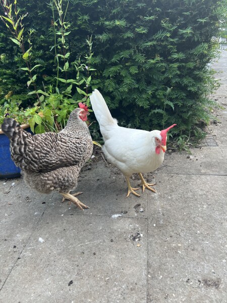 Thread 36.1 Covid Cohort , The Night Before Results Distraction Thread