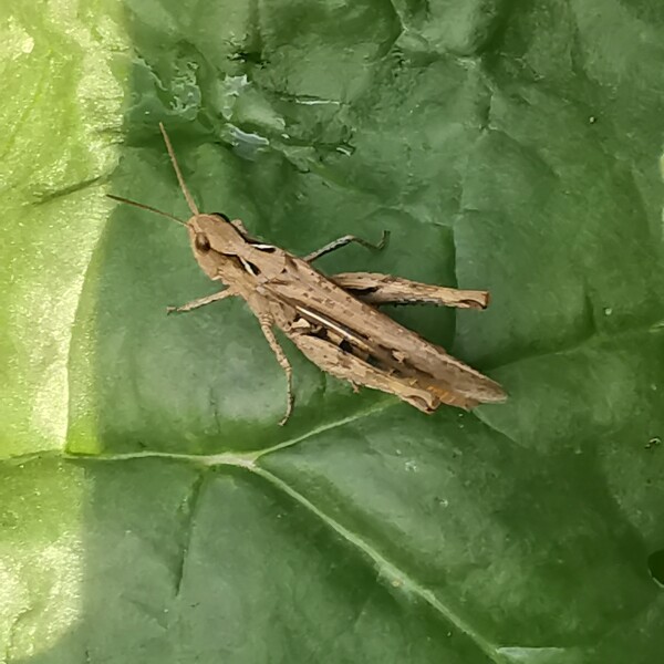 Any Witches Here?- Part 17.