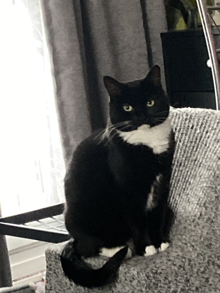 Too late for another kitten? 