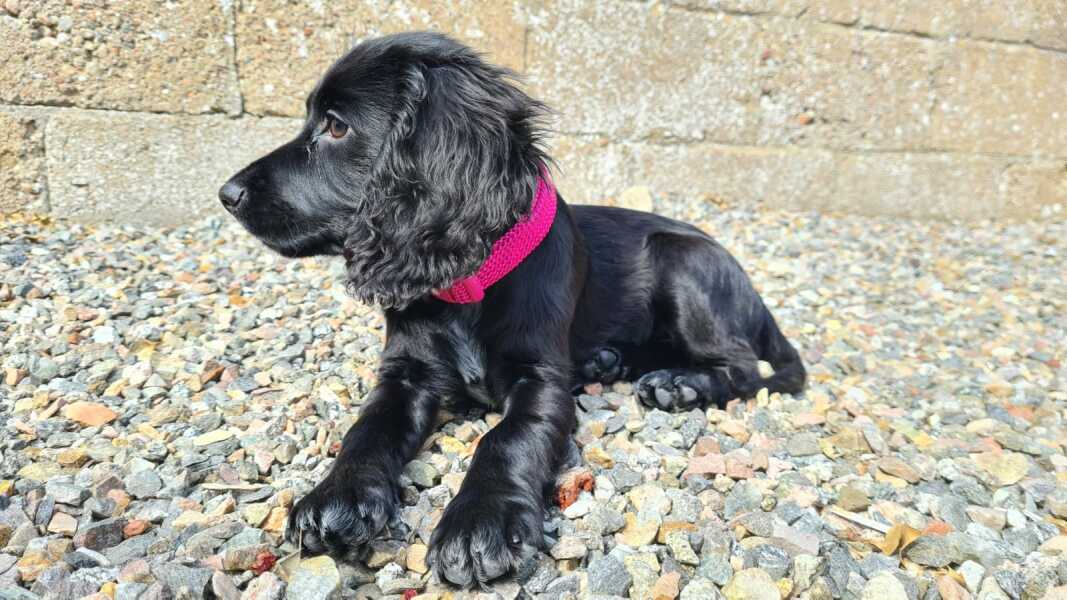 Puppy Survival Thread: Surviving into Summer 2022