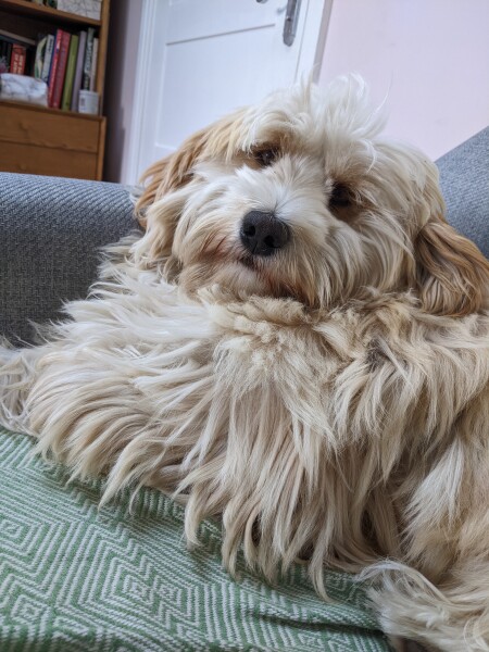 Help choosing a small/medium sized breed? Tibetan Terrier? Poodle? 