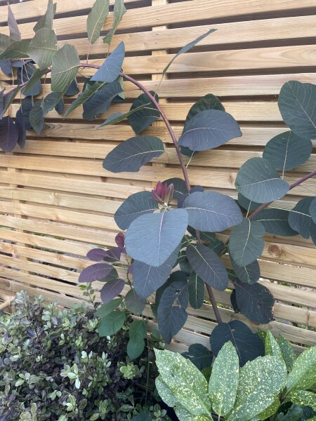 What’s this plant please 