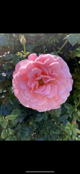 Can anyone identify this rose please?