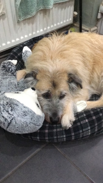 I can’t get over losing my dog, the grief is overwhelming 