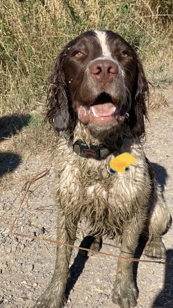 Puppy Survival Thread: Surviving into Summer 2022