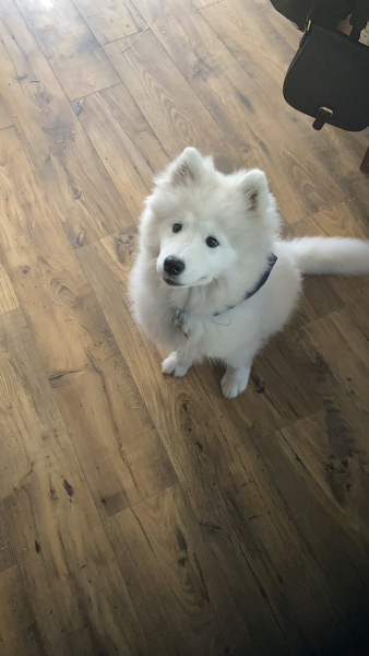 What big dog breed should I get?? 