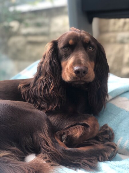 Our puppy died in a car accident today