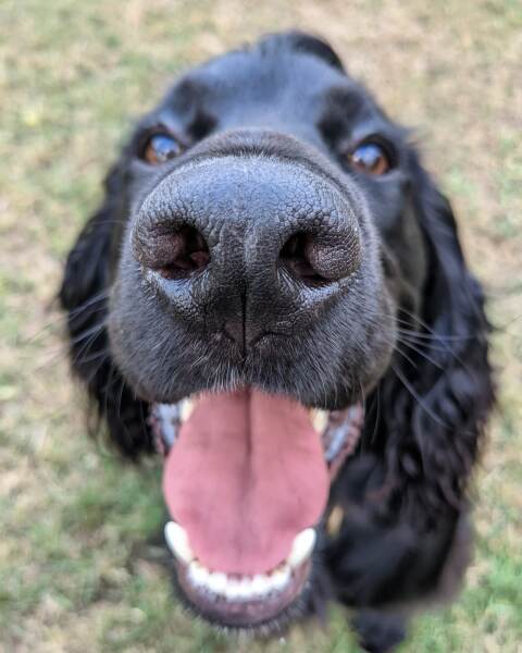 Puppy Survival Thread: Surviving into Summer 2022