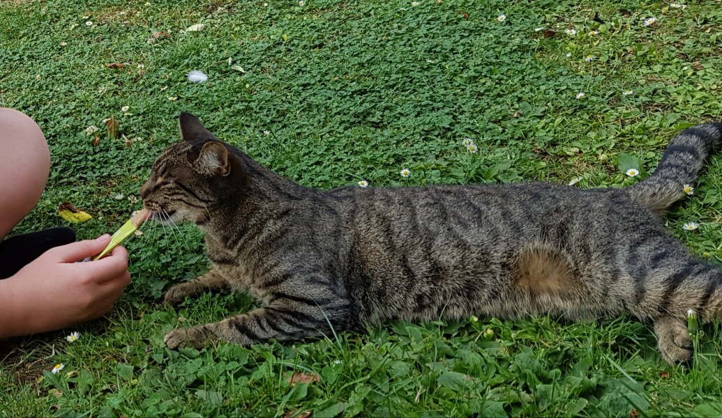 Can I make ice cream from shrews?