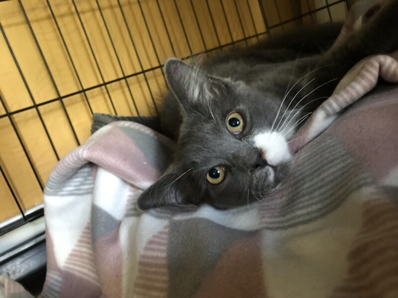 New kitten in home. Need a name