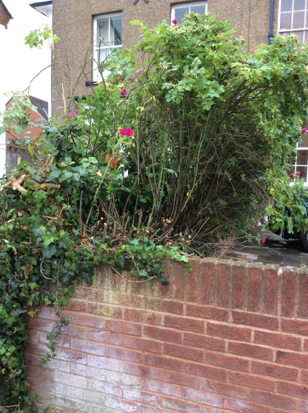 Is there any plant / hedge you know of that could fit the bill please?