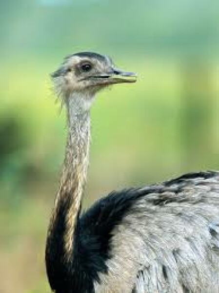 What do you think of the name Rea?