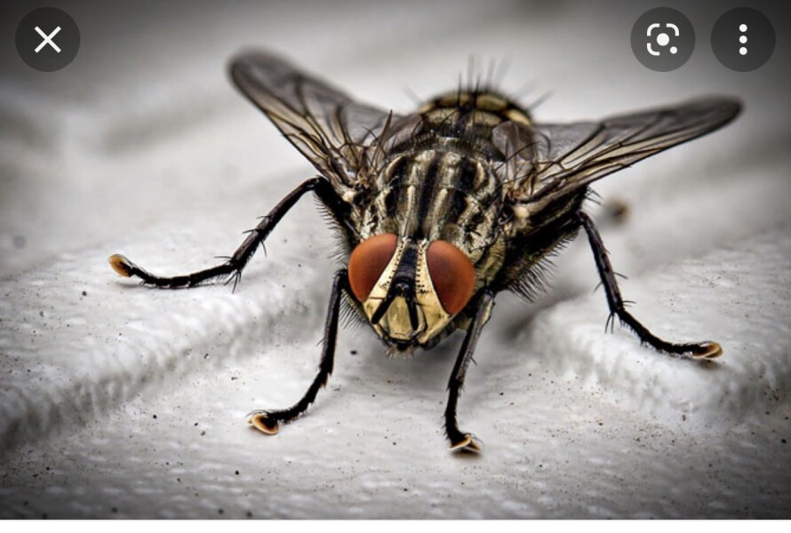 Is it me or are flies REALLY aggressive this summer? 