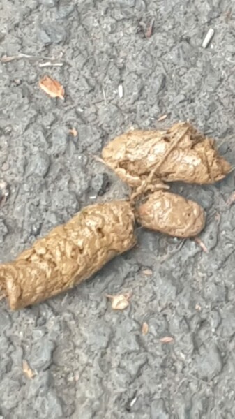 Does this look like worms in dog faeces? (Warning: Graphic pic)