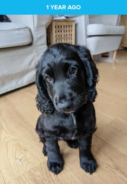 Puppy Survival Thread: Surviving into Summer 2022