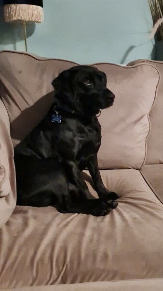 What sort of dog is this (pic)