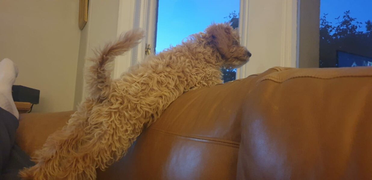 Puppy Survival Thread: Surviving into Summer 2022