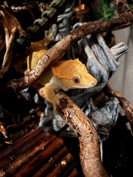 Thread 36.1 Covid Cohort , The Night Before Results Distraction Thread