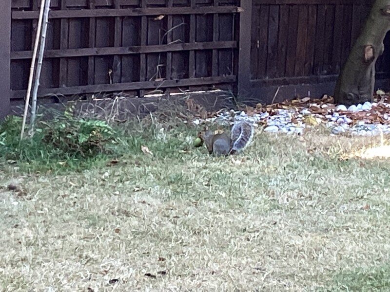 Where has the wildlife gone